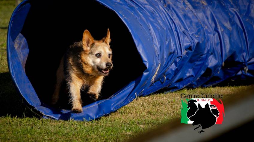 Prenota Pensioni Strutture PETfriendly online!