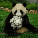 Panda per i pronostici di Brasile 2014