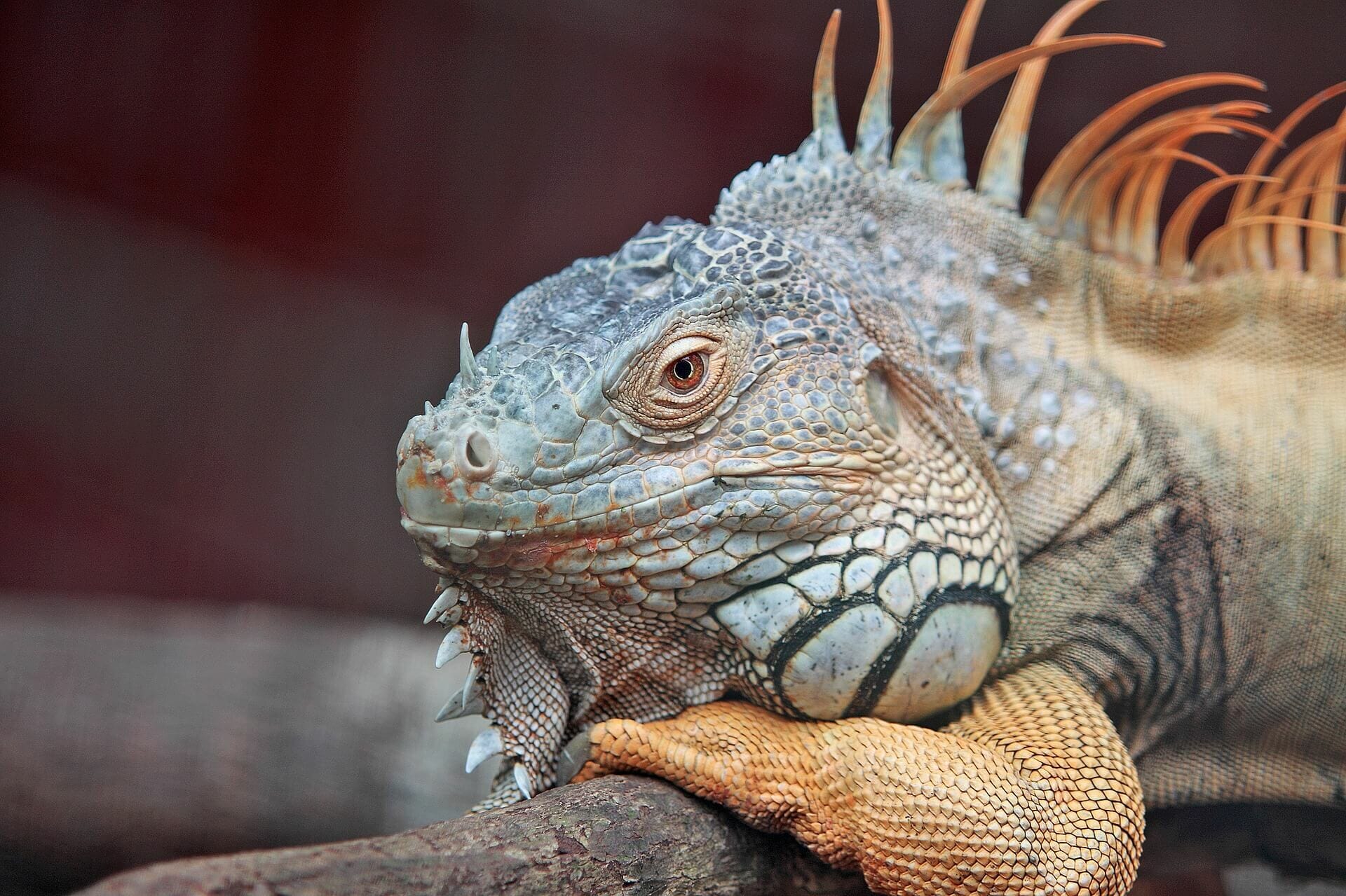 Petbooking Ilovereptiles Roma