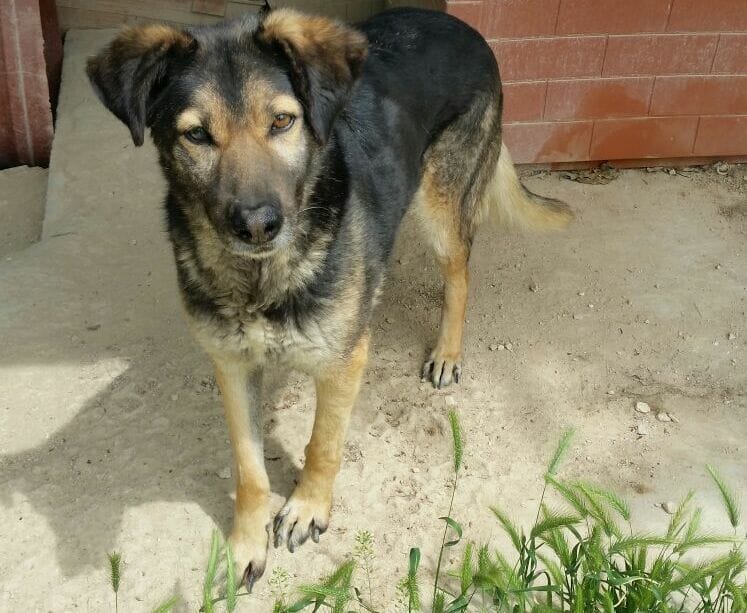 BELLO13