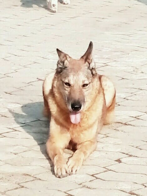 RICCARDO