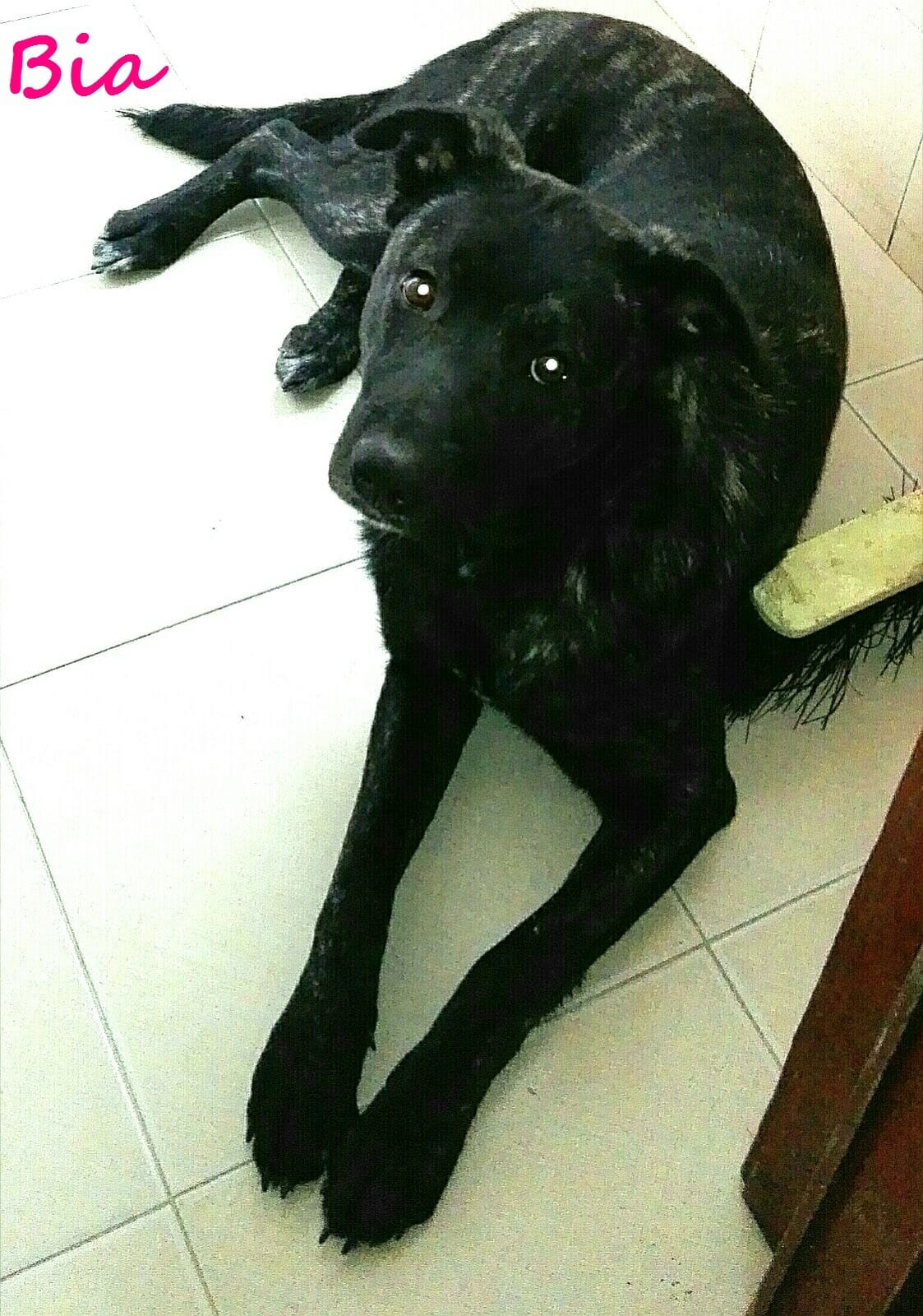Bia1