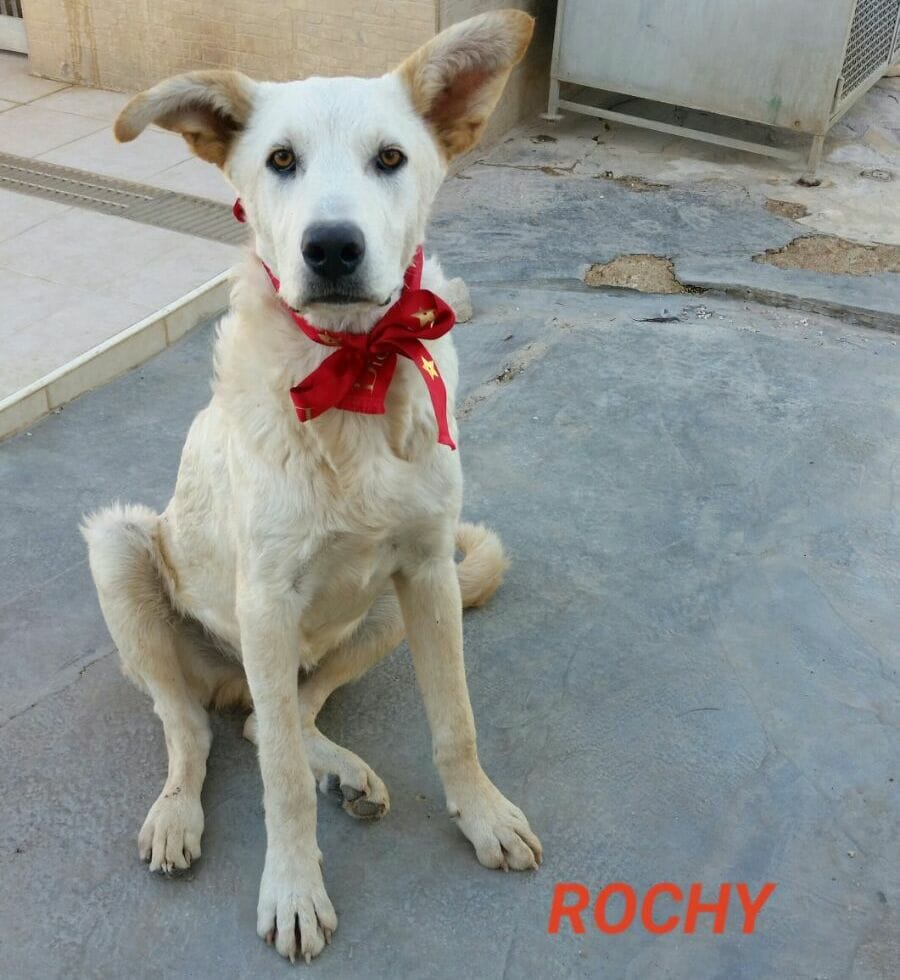 ROCHI