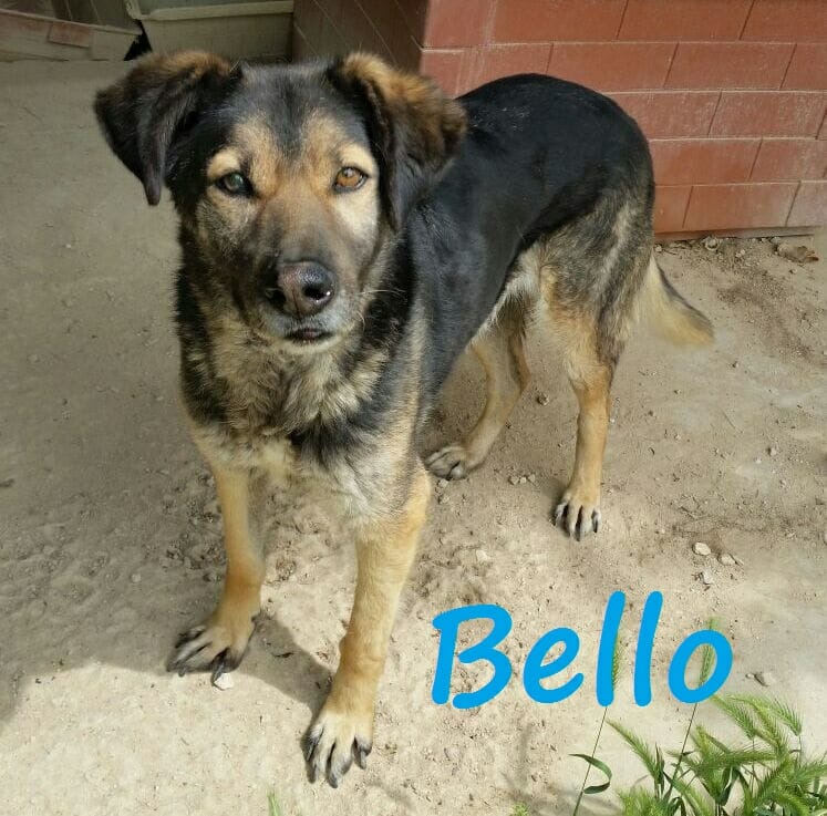 BELLO11