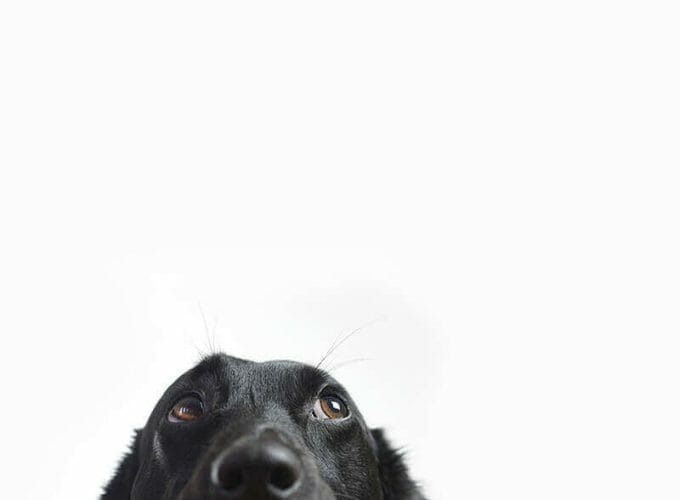 Prenota Pensioni Veterinari Toelettature Strutture PETfriendly online!